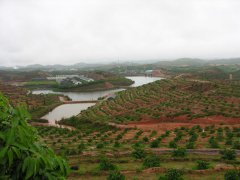 信丰脐橙基地