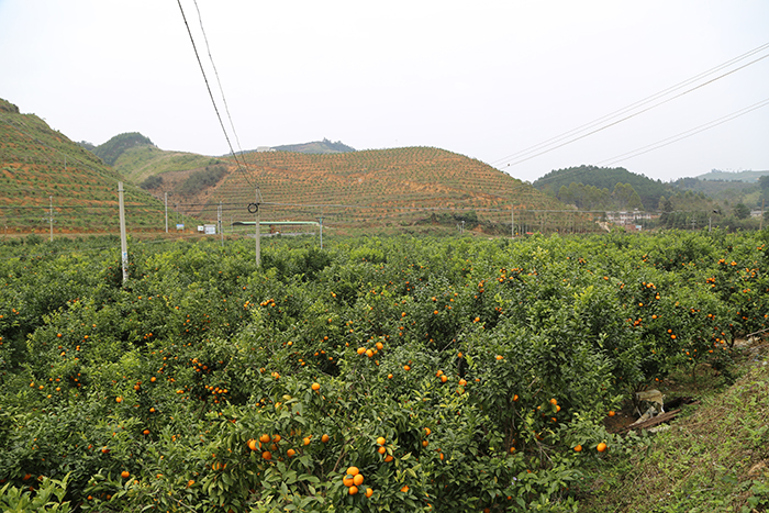 09田阳区水土保持工程建设以奖代补试点项目（玉凤片）s.jpg