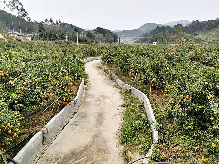 11田阳区香柑基地硬化的排水沟s.jpg