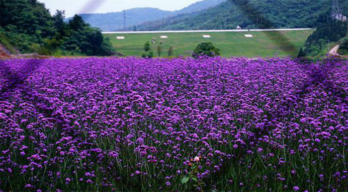 11平铺镇紫色香草.jpg