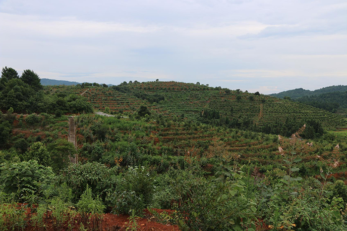 2北山大塘村坡改梯完成后发挥效益后栽植油茶经济林.jpg