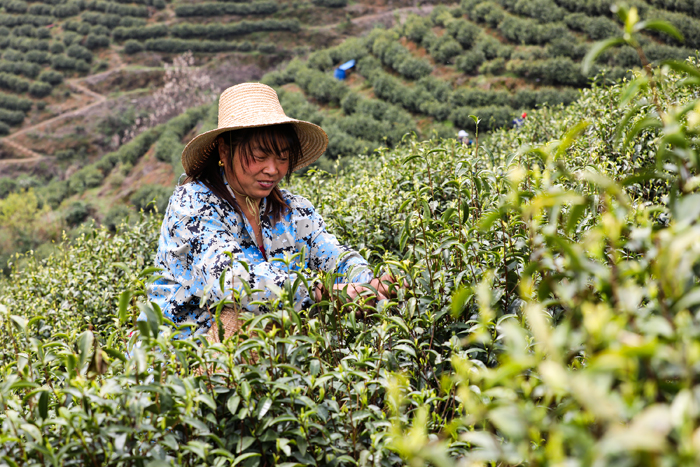 村民在茶园采摘春茶